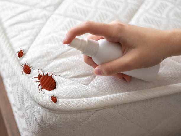 Best Emergency Pest Control  in Temple, TX
